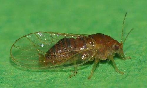 Cacopsylla sp.